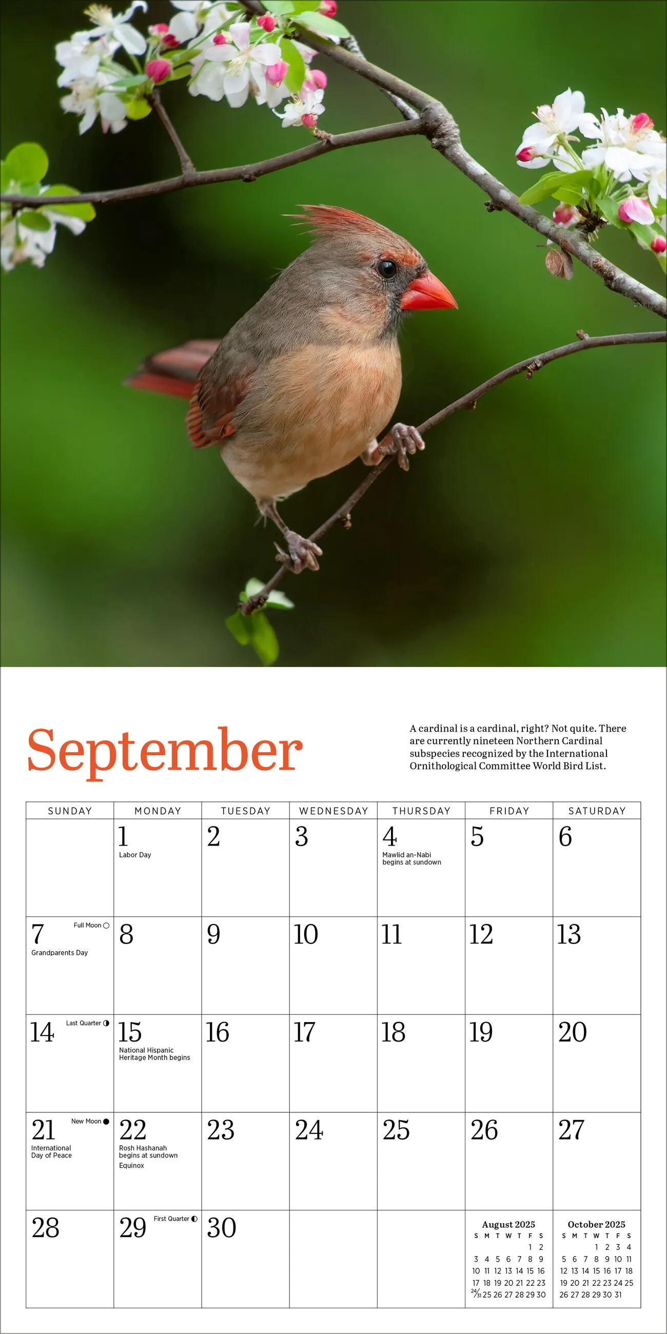 Audubon Cardinals 2025 Mini Wall Calendar