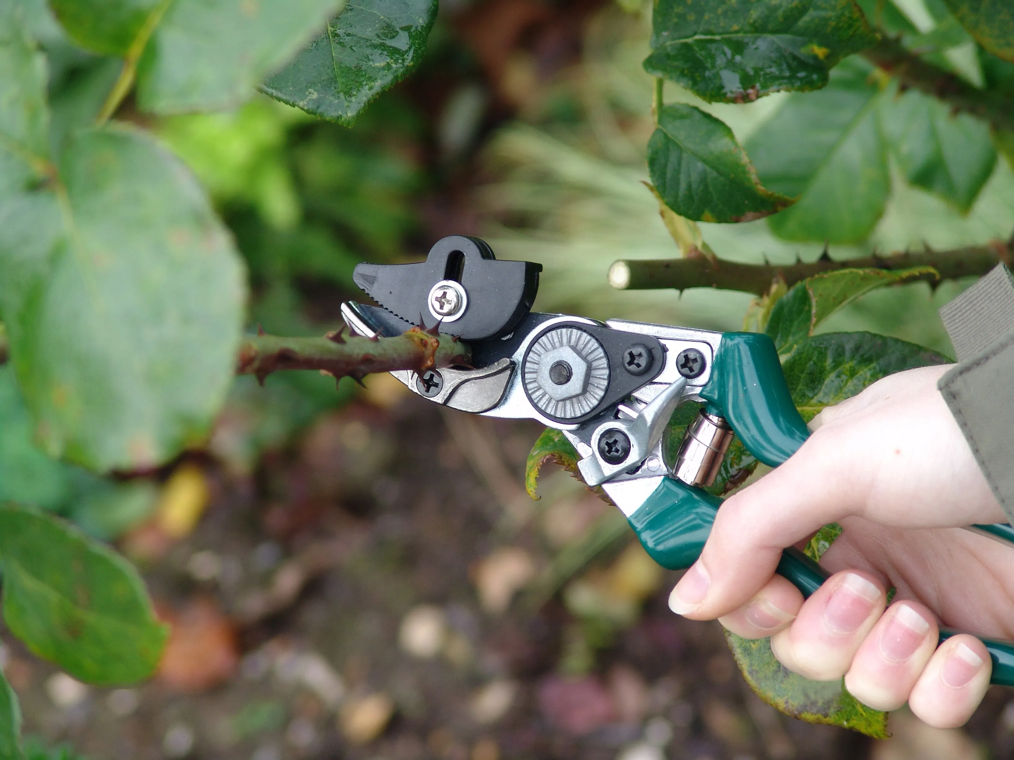 Burgon & Ball RHS Rose Pruner